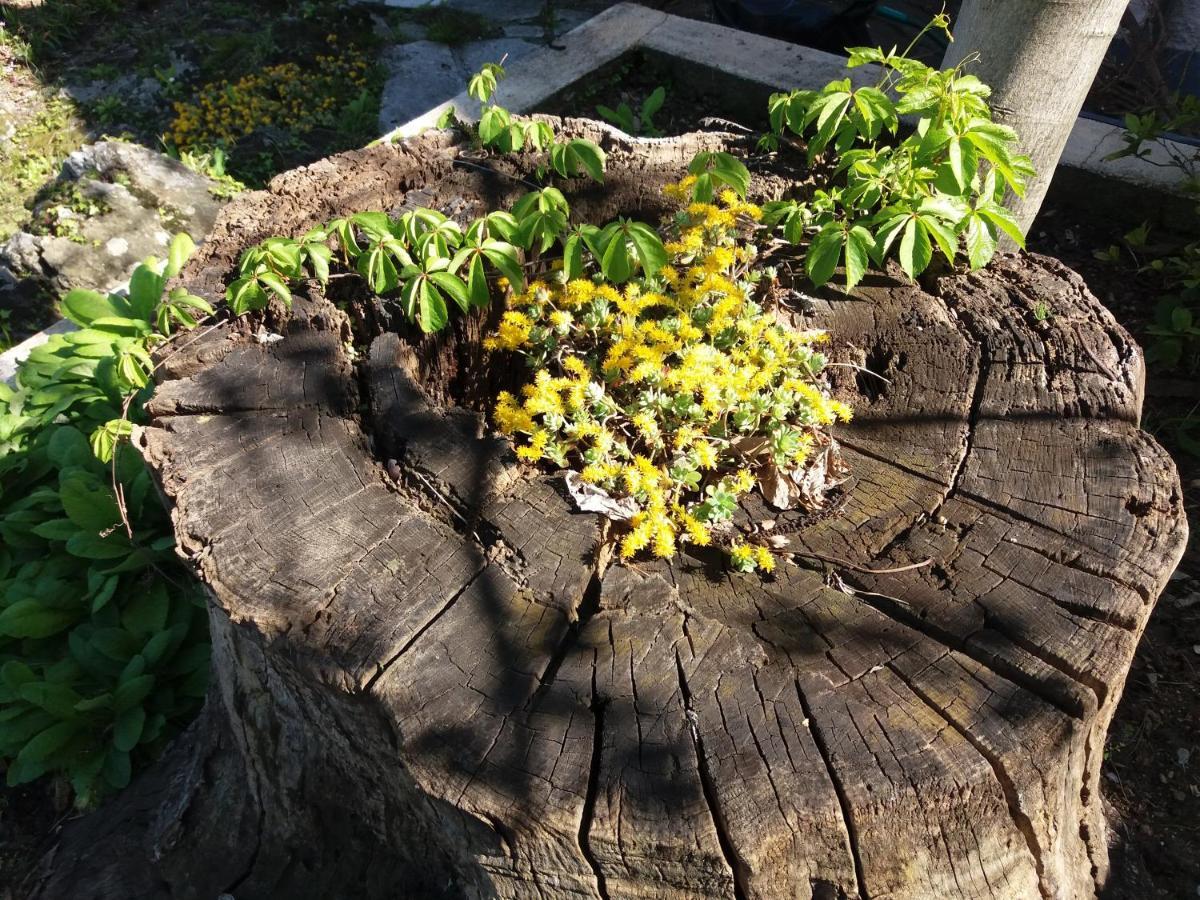 Tsagarada Cottage Dış mekan fotoğraf
